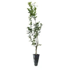 Meyer Lemon Tree -Garden Supplies Sales Store LEM MEY 45 C