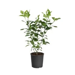 Meyer Lemon Tree -Garden Supplies Sales Store LEM MEY1 BUSH