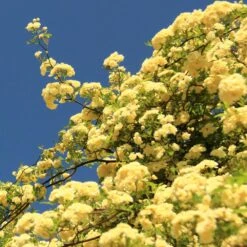 Lady Banks Climbing Rose -Garden Supplies Sales Store Lady Banks Rose 2 BB