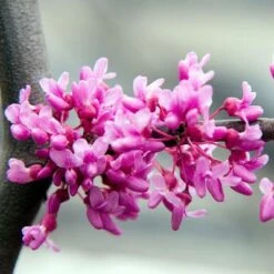 Lavender Twist® Weeping Redbud Tree -Garden Supplies Sales Store Lavender Twist Weeping Redbud 400 MAINIMAGE