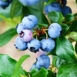 Legacy Blueberry Bush -Garden Supplies Sales Store Legacy Blueberry 2 BB