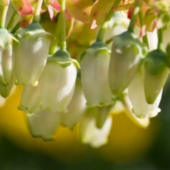 Legacy Blueberry Bush -Garden Supplies Sales Store Legacy Blueberry 4