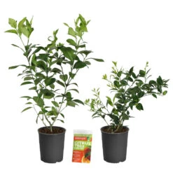 Meyer Lemon Tree -Garden Supplies Sales Store Lemon and LimeBushes 2 12d561e2 6ff2 467e ae81 b0f2070fc9c7