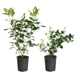 Meyer Lemon Tree -Garden Supplies Sales Store Lemon and LimeBushes b41a8f36 0780 4e7f b967 c966f606b4c9