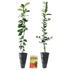 Meyer Lemon Tree -Garden Supplies Sales Store Lemon and LimeTrees2 86e8b0f5 a40e 41b7 a5a0 4fe45ae733d9