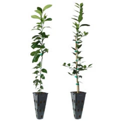 Meyer Lemon Tree -Garden Supplies Sales Store Lemon and LimeTrees 2b01b71e 3c79 4d5a 83d9 e342e93aefb8