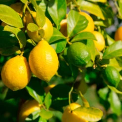 Lemon-Lime Citrus Bush -Garden Supplies Sales Store Lemon Lime Tree 2 30adbf10 efca 42d2 82f9 f766f25e222b