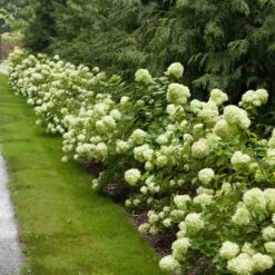 Little Lime® Hydrangea Shrub -Garden Supplies Sales Store Little Lime Hydrangea 1 BB