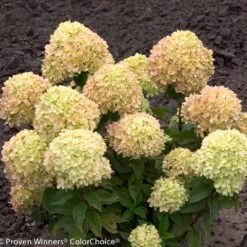 Little Lime® Hydrangea Shrub -Garden Supplies Sales Store Little Lime Hydrangea 2 BB