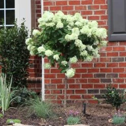 Little Lime® Hydrangea Tree 4 Little Lime® Hydrangea Tree -Garden Supplies Sales Store Little Lime Hydrangea Tree BB
