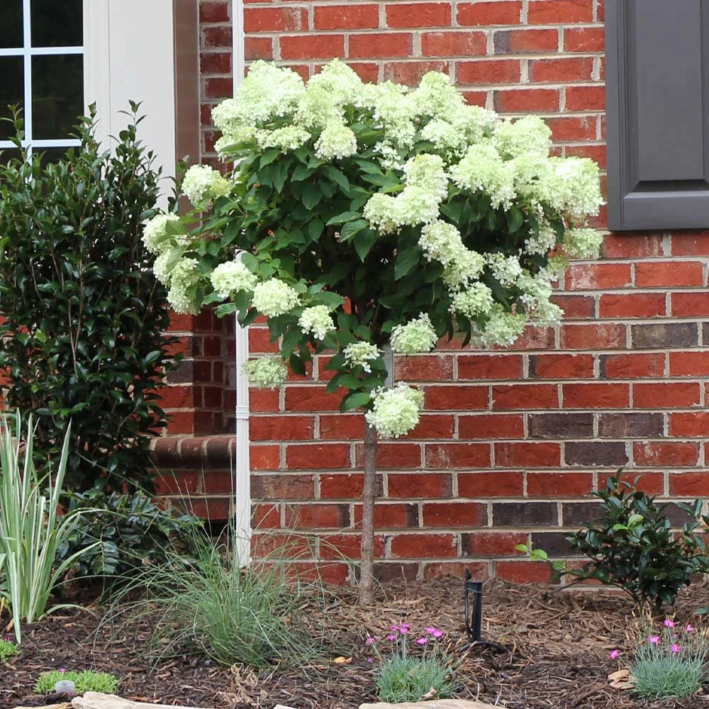 Little Lime® Hydrangea Tree 2 Little Lime® Hydrangea Tree - Image 2