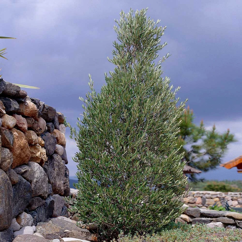 Little Ollie' Dwarf Olive 2 Little Ollie' Dwarf Olive - Image 2