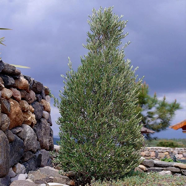 Little Ollie' Dwarf Olive 1 Little Ollie' Dwarf Olive