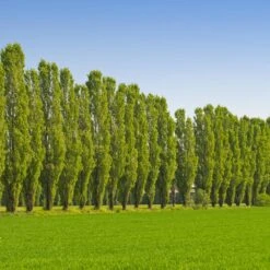 Lombardy Poplar Tree -Garden Supplies Sales Store Lombardy Poplar 9 FGT