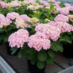 Love Hydrangea Shrub -Garden Supplies Sales Store Love Hydrangea 1 BB