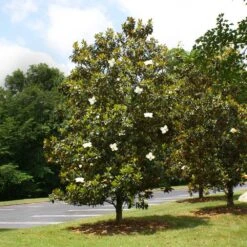 Little Gem Magnolia Tree -Garden Supplies Sales Store Lttle Gem Magnolia 4