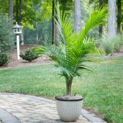 Majesty Palm Tree -Garden Supplies Sales Store Majesty Palm 1 FGT