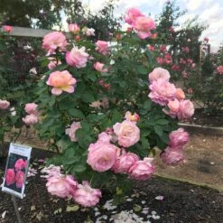 Marc Chagall™ Rose 5 Marc Chagall™ Rose -Garden Supplies Sales Store Marc Chagall