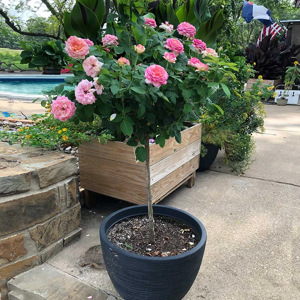 Marc Chagall™ Rose Tree 4 Marc Chagall™ Rose Tree - Image 4