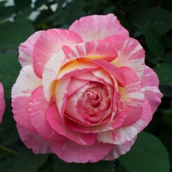 Marc Chagall™ Rose Tree 6 Marc Chagall™ Rose Tree -Garden Supplies Sales Store Marc Chagall Standard 4 BB