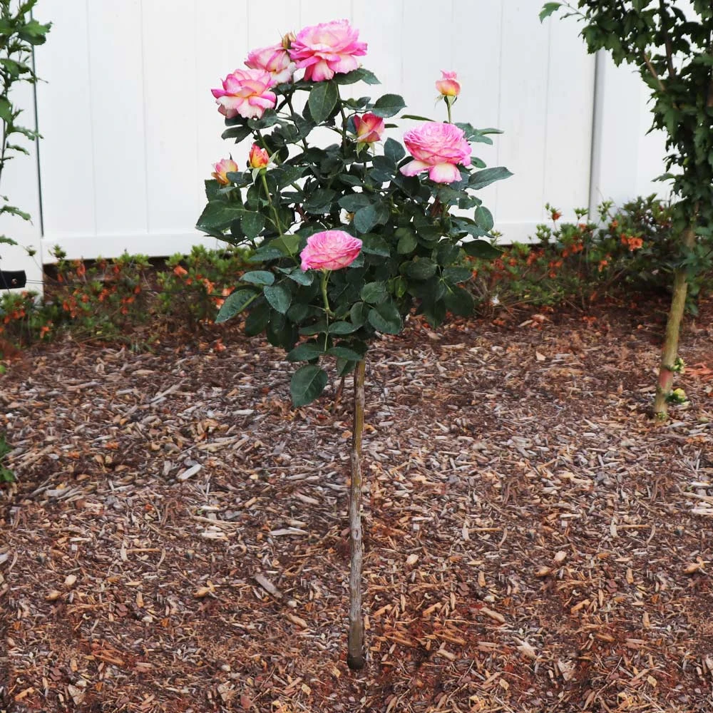 Marc Chagall™ Rose Tree 2 Marc Chagall™ Rose Tree - Image 2