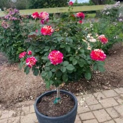 Maurice Utrillo™ Rose Tree 5 Maurice Utrillo™ Rose Tree -Garden Supplies Sales Store Maurice Utrilo Rose Tree 1