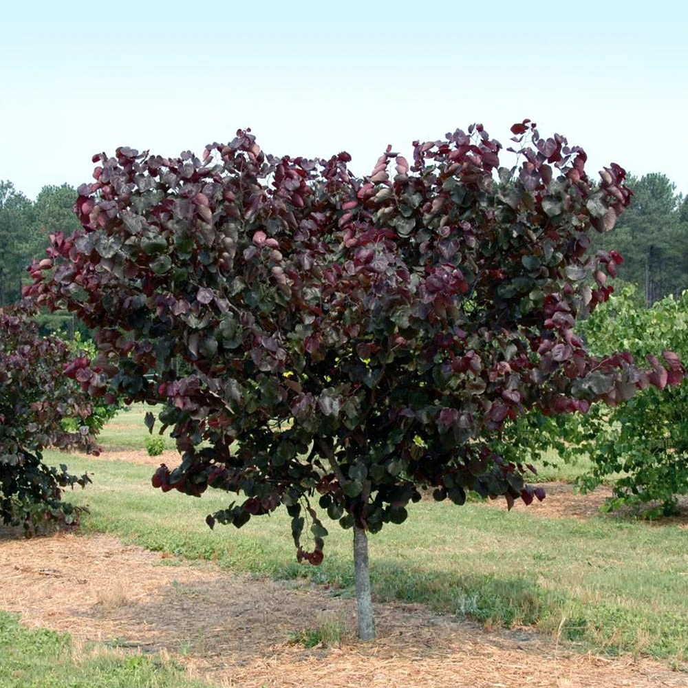 Merlot Redbud Tree 2 Merlot Redbud Tree - Image 2