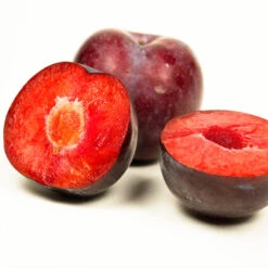 Methley Plum Tree -Garden Supplies Sales Store Methley Plum 3