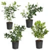 Citrus Bush Variety Kit