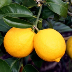 Meyer Lemon Tree -Garden Supplies Sales Store Meyer Lemon Tree 4 BB 90c45e65 e2db 43f0 9ad5 676879fe5083