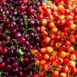 Garden Supplies Sales Store -Garden Supplies Sales Store Multi Fruit Cherry BB