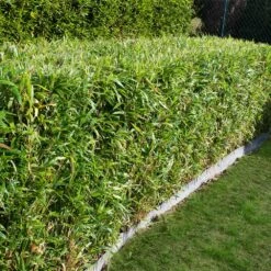 Bamboo Hedge Multiplex -Garden Supplies Sales Store Multi plex bamboo 2
