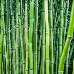 Bamboo Hedge Multiplex -Garden Supplies Sales Store Multi plex bamboo 3