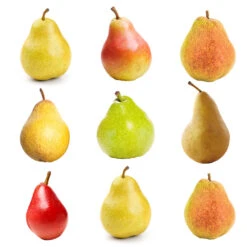 Garden Supplies Sales Store -Garden Supplies Sales Store Multifruit Pear