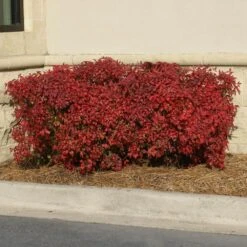 New Release -Garden Supplies Sales Store Nandina Obsession 1