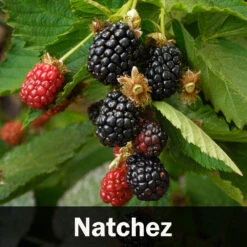 3-in-1 Blackberry Bush -Garden Supplies Sales Store Natchez Blackberry