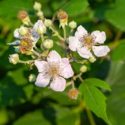 Navaho Blackberry -Garden Supplies Sales Store Navaho Blackberry 1