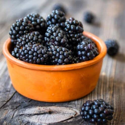 Navaho Blackberry -Garden Supplies Sales Store Navaho Blackberry 4 BB