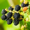 Navaho Blackberry