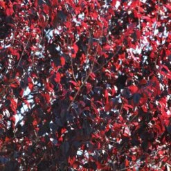 Newport Plum Tree -Garden Supplies Sales Store Newport Flowering Plum 2