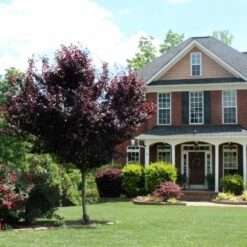 Newport Plum Tree -Garden Supplies Sales Store Newport Flowering Plum 6 BB