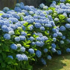 New Release -Garden Supplies Sales Store Nikko Blue Hydrangea 1 BB