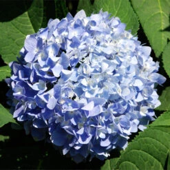 Nikko Blue Hydrangea Shrub -Garden Supplies Sales Store Nikko Blue Hydrangea 2 BB