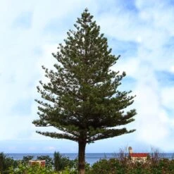 Norfolk Island Pine Tree -Garden Supplies Sales Store Norfolk Island Pine 5 BB
