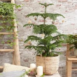 Norfolk Island Pine Tree -Garden Supplies Sales Store Norfolk Island Pine BB 600x600 a350a41b ec1c 4ba1 a5d1 21d898ff58cd