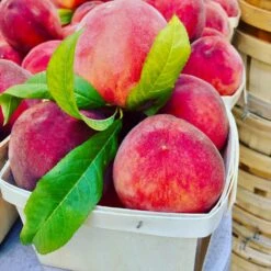 O'Henry Peach Tree 7 O'Henry Peach Tree -Garden Supplies Sales Store OHenry Peach 3