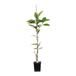 Valencia Orange Tree -Garden Supplies Sales Store ORG VOG 12 1QT