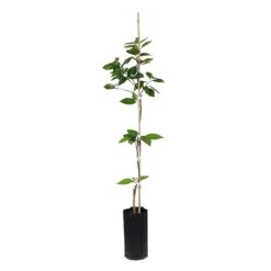 Valencia Orange Tree -Garden Supplies Sales Store ORG VOG 23 C