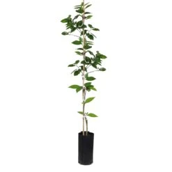 Valencia Orange Tree -Garden Supplies Sales Store ORG VOG 34 C