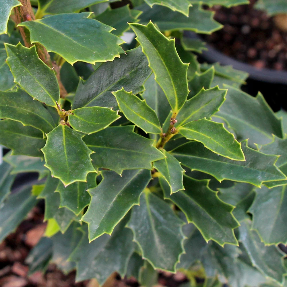 Oak Leaf™ Holly Tree 4 Oak Leaf™ Holly Tree - Image 4